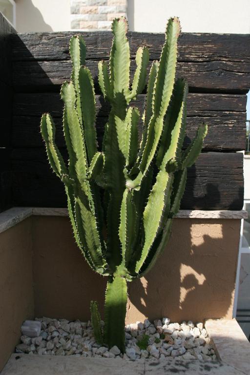 Guincho Wind Factory Guest House กาชไกช์ ภายนอก รูปภาพ